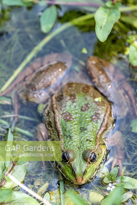 Green frog 'Rana esculenta' in a pond