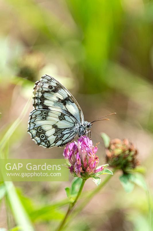Melanargia galathea - Marbled white butterfly on clover flower