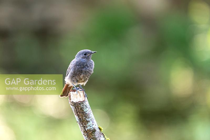 Young black redstart on a branch