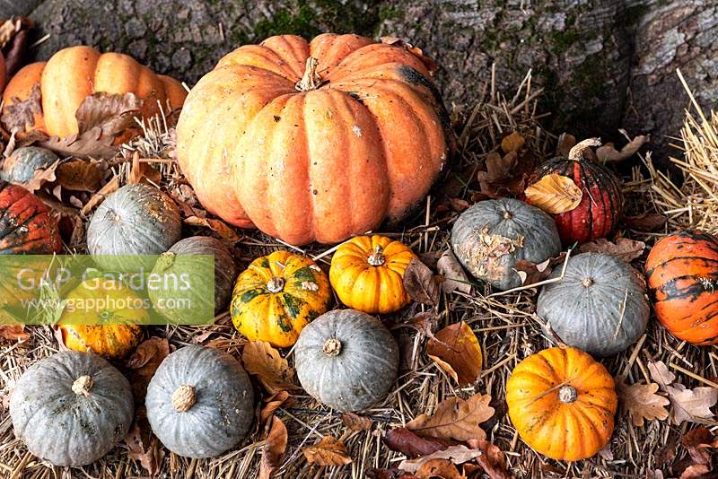 Various gourds on a bed of dead leaves