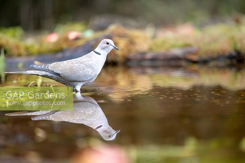 Streptopelia decaocto - Eurasian Collared Dove and its reflection.