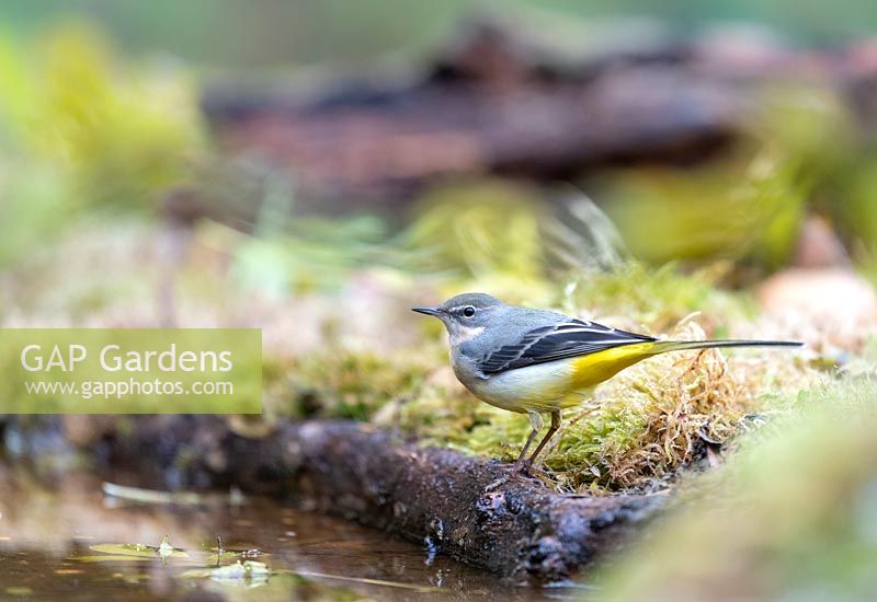 Motacilla cinerea- Yellow Wagtail at the edge of a pond in a garden