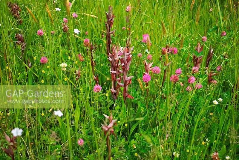 Serapias cordigera growing in a grass sward, roadside, Aquitaine, France.
