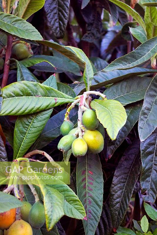 Eriobotrya japonica - Loquat with fruits.