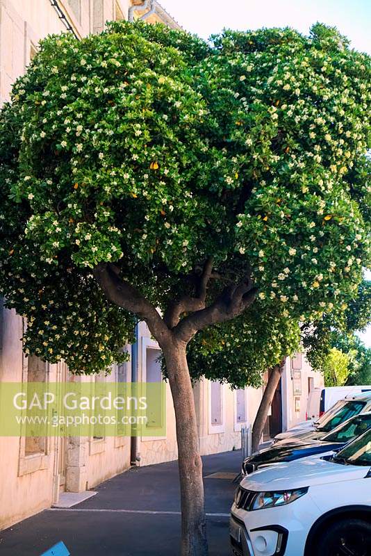 Pittosporum tobira AGM  - grown as an urban street tree in southern Europe