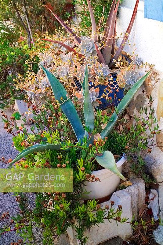 Echeveria and Agave in pots against Mediterranean house wall