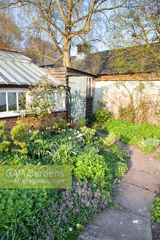Narrow stone pathway through spring beds leading to rustic shed: Little Court, Hampshire, UK