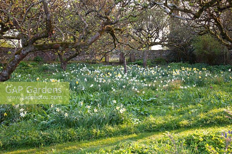 Grass pathway through spring orchard with mixed daffodils:  Little Court, Hampshire, UK 