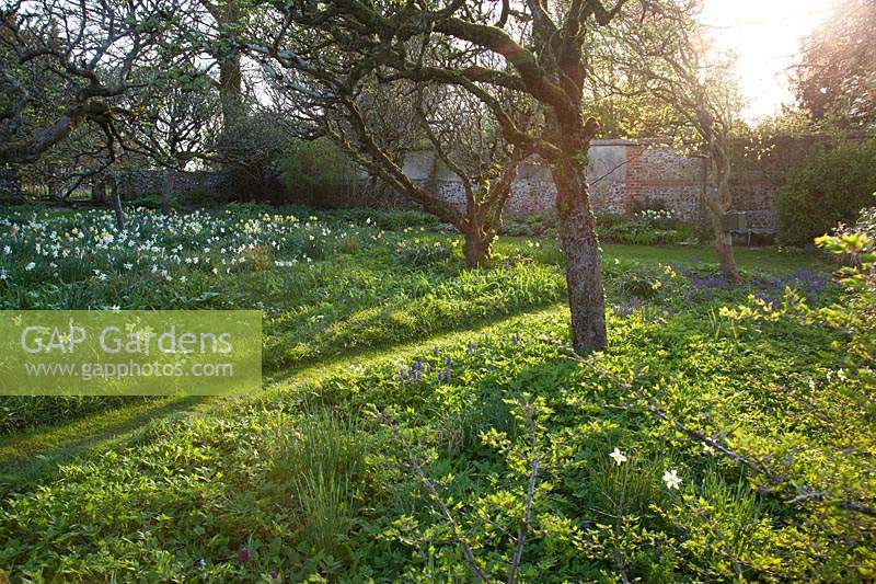 Grass pathway through orchard in early morning light:  Little Court, Hampshire, UK