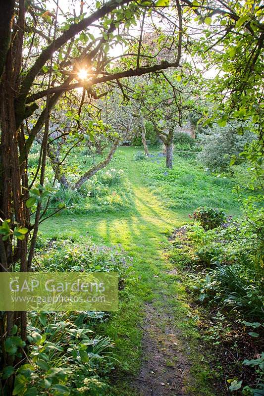 Cross-road grass path in woodland garden at dawn:  Little Court, Hampshire, UK