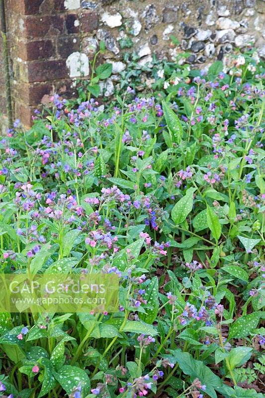 Pulmonaria officinalis in spring Garden:  Little Court, Hampshire, UK