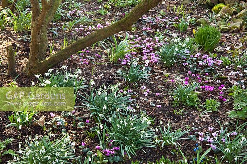 Woodland bed with Cyclamen coum and Galanthus - Snowdrop
