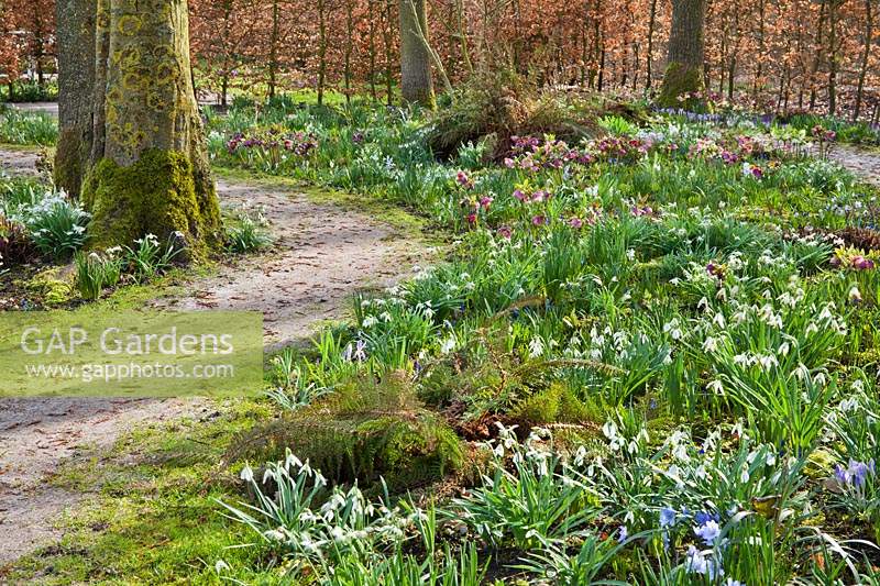 Curved bed beside path with a mix of Galanthus nivalis - Snowdrop, Helleborus orientalis and Scilla