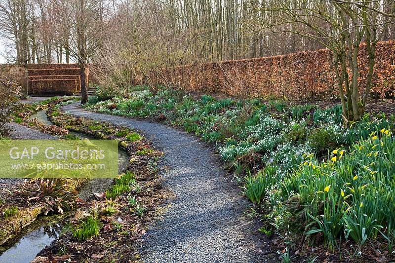 Gravel path with a sloping bank of Galanthus nivalis - Snowdrop and Narcissus - Daffodil on one side and a narrow stream on the other