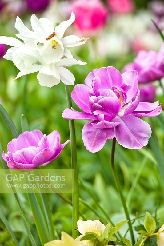 Tulipa 'Lilac Perfection' and Narcissus 'Thalia' - Daffodil