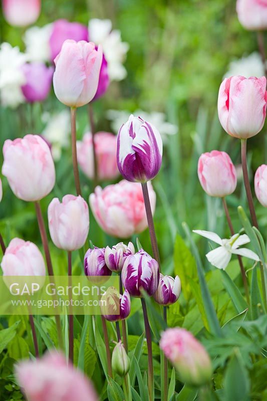 Bed of mixed tulips: Tulipa 'Zurel', Tulipa 'Gander's Rhapsody' and Tulipa 'Foxtrot'