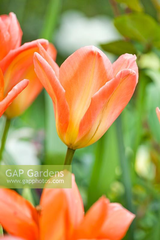 Tulipa 'Apricot Emperor'