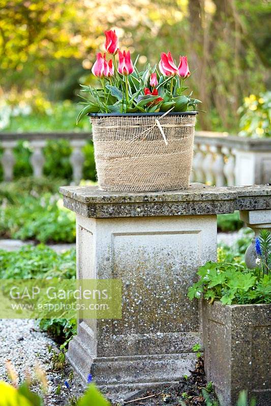 Tulipa 'Plaisir' in pot wrapped with hessian on stone balustrade