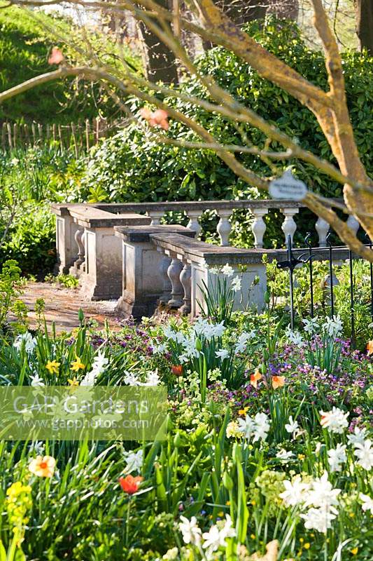 View over flower bed towards balustrade. Plants in bed include: Pulmonaria angustifolia - Lungwort, Tulipa, Primula veris - Cowslip and Narcissus - Daffodil
