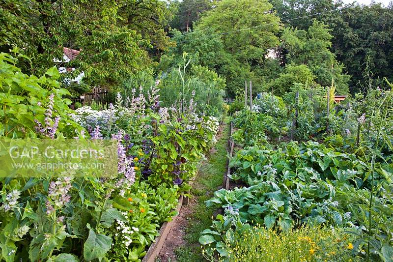 Organic herb garden with a grass path
