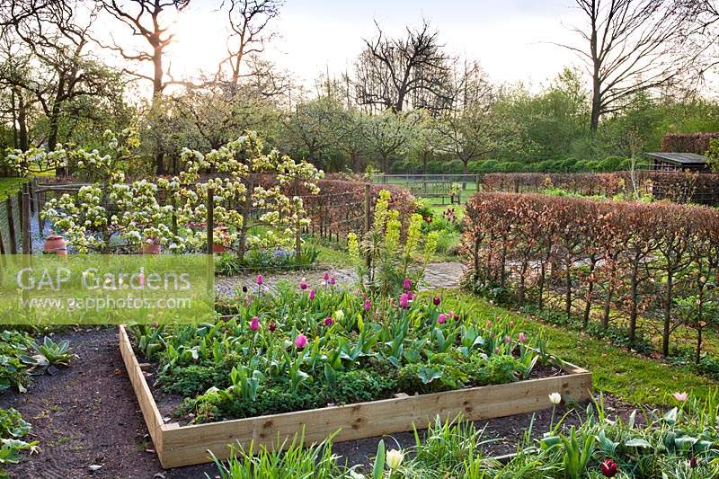 Raised bed in a vegetable garden with screening from hedging and trained Pyrus - Pear