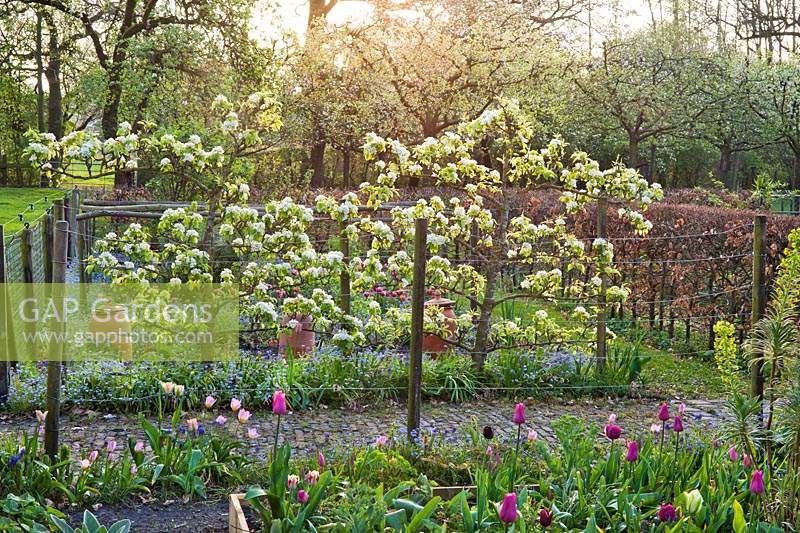 Trained Pyrus - Pear - trees making a screen in a vegetable garden