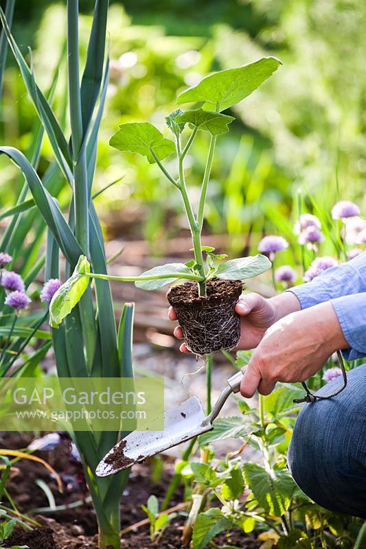Woman planting Cucurbita moschata 'Butternut' - Squash in vegetable bed