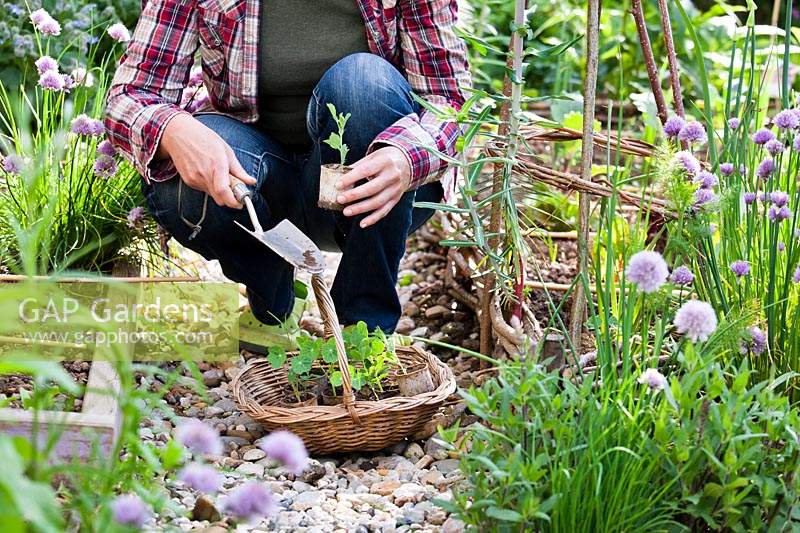 Woman planting Lathyrus - Sweet Pea  - 'Knee High' seedlings around hazel support