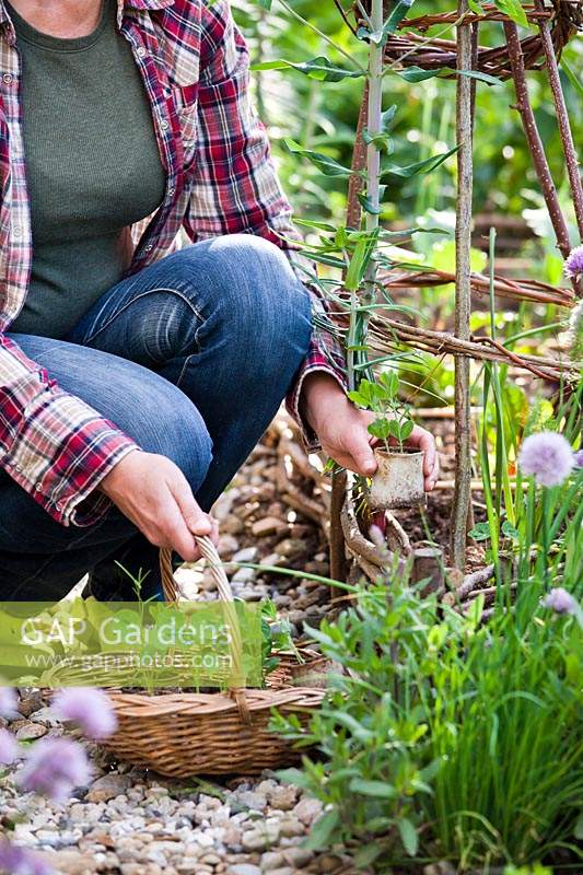 Woman planting Lathyrus - Sweet Pea - 'Knee High' seedlings around hazel support