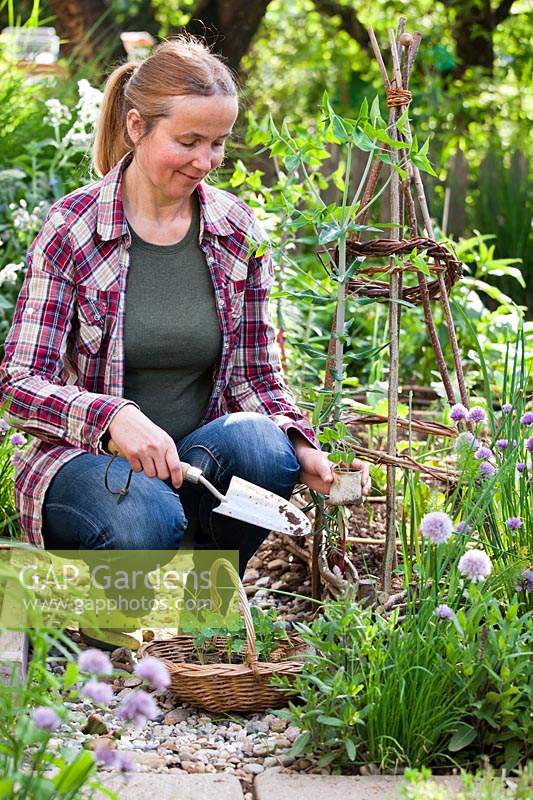 Woman planting Lathyrus - Sweet Pea - 'Knee High' seedlings around hazel support