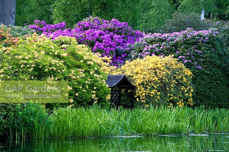 Small wooden arbour stands by lake surrounded by flowering Rhododendrons, trees and grasses at Hoveton Hall Estate Gardens, Norwich, UK. 