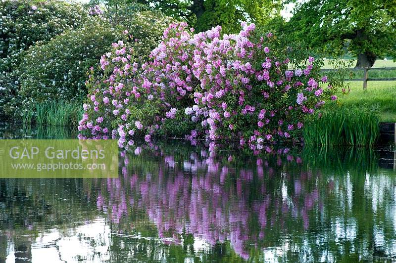Flowering pink Rhododendron grows on bank of lake at Hoveton Hall Estate Gardens, UK. 