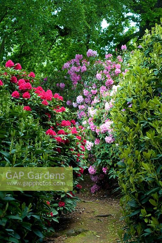 Flowering Rhododendrons in woodland gardens. 