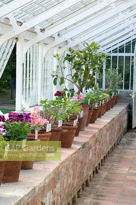Pots of tender plants overwintered in the glass house at Hoveton Hall Gardens, Norwich, UK. 