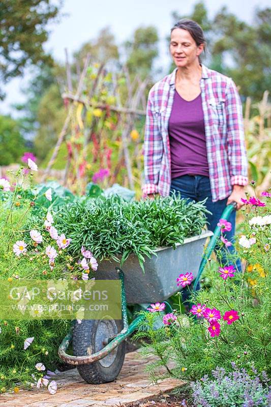 Woman with bundles of bareroot wallflowers in wheelbarrow ready for planting.