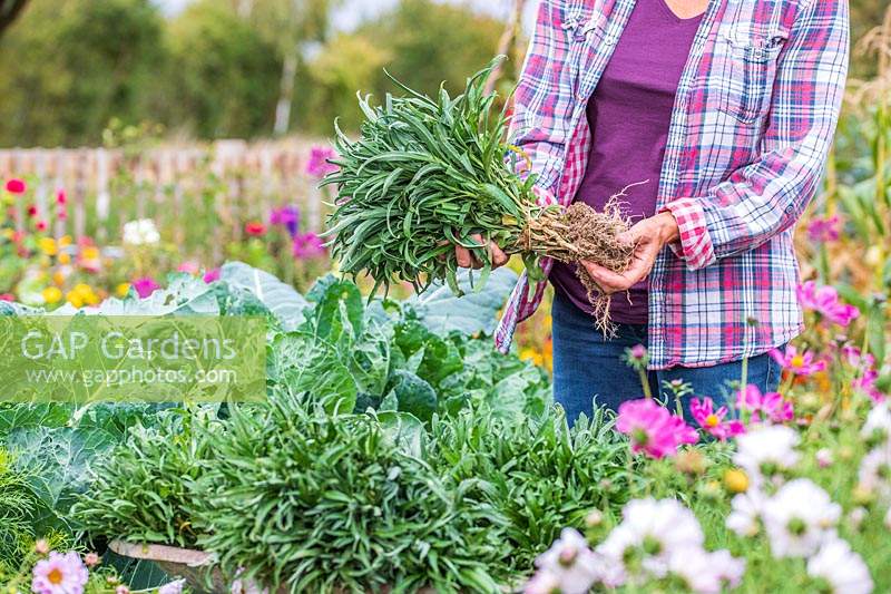 Woman holding a bundles of bareroot wallflowers ready for planting in Autumn.