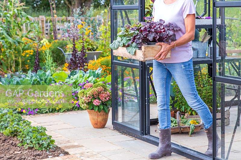 Woman leaving greenhouse carrying wooden box with Heucheras.