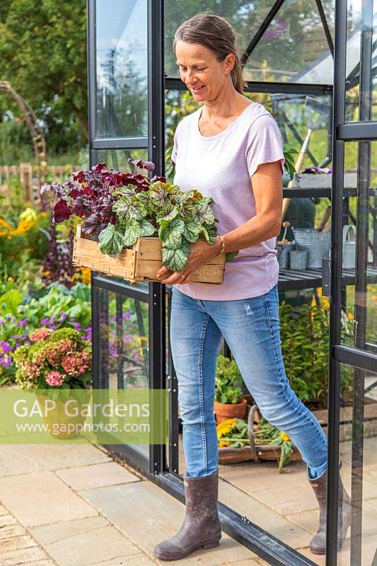 Woman leaving greenhouse carrying wooden box with Heucheras.