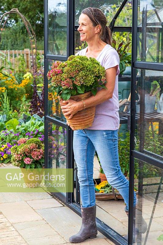 Woman leaving greenhouse carrying Hydrangea in pot.