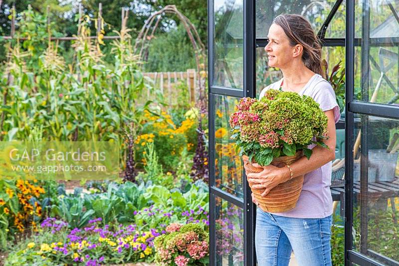 Woman leaving greenhouse carrying Hydrangea in pot
