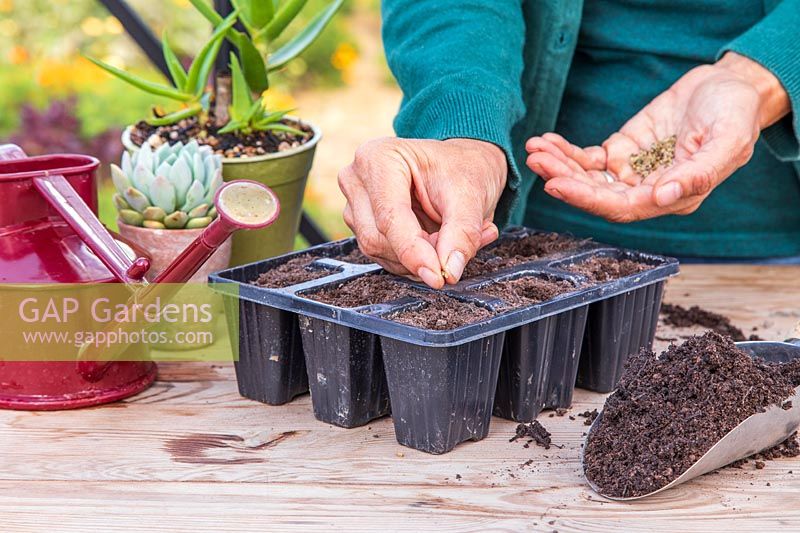 Sowing Florence Fennel seeds in compost in a modular tray