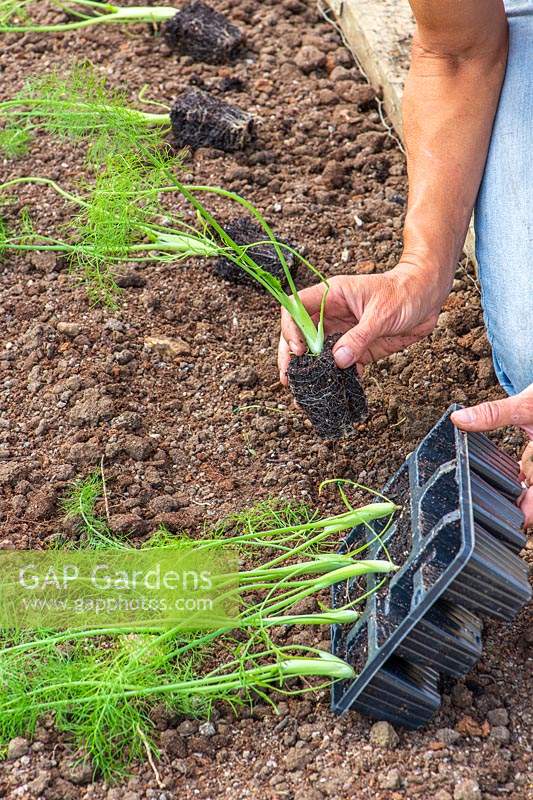 Placing young Florence Fennel 'Rondo' plants, grown in modular trays, in a row ready for planting out