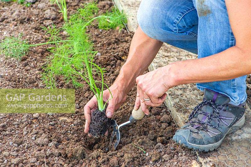 Planting young Florence Fennel 'Rondo' plants in the ground using a hand trowel