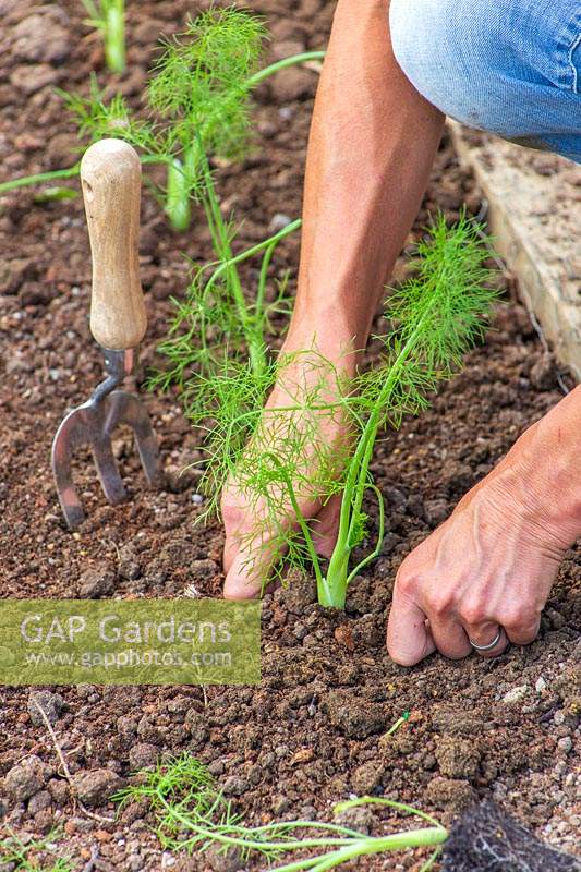 Firming soil around newly-planted young Florence Fennel 'Rondo' plants