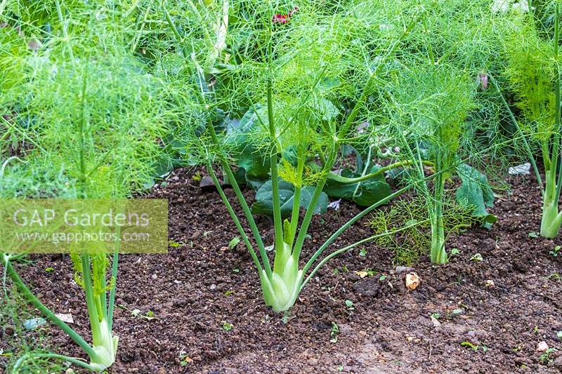 Florence Fennel 'Rondo' with developing bulb, growing in ground