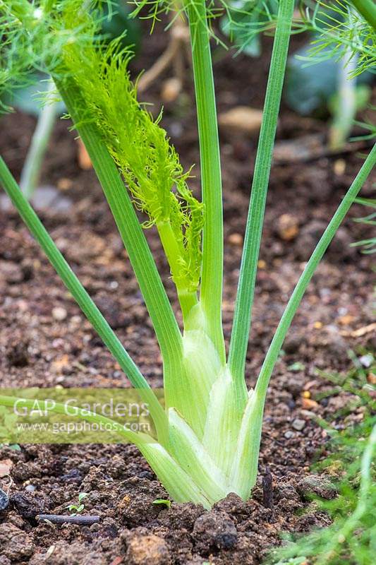 Florence Fennel 'Rondo' showing white bulb developing