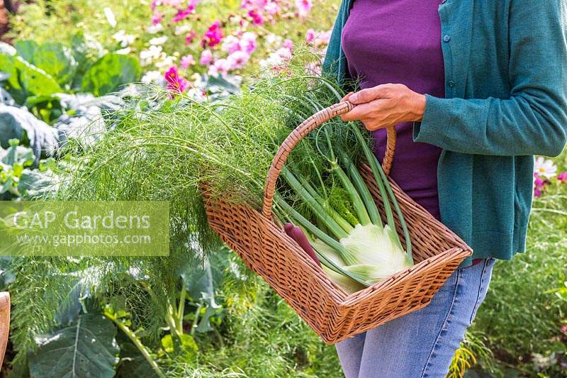 Woman holding basket with harvested Florence Fennel 'Rondo'
