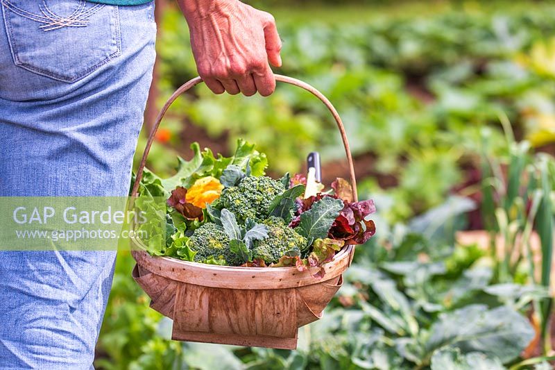 Woman carrying wooden trug with mixed vegetables