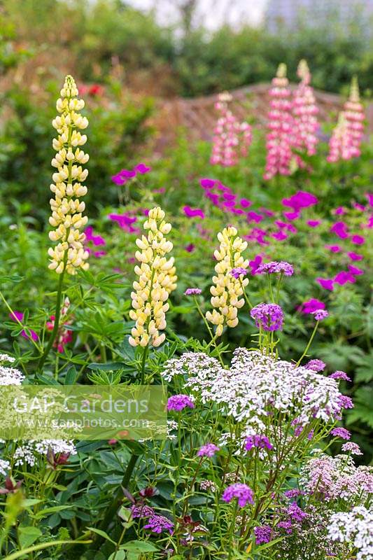 Border with Lupinus Chatelaine Bad of Nobles Series, Iberis sempervirens - Candytuft