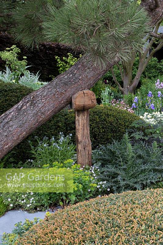 View of mixed planting including iris 'Kent Pride', with the curving Pinus nigra austriaca adding shape and form with its curved trunk supported by a wooden hammer shaped stake. Garden: The Morgan Stanley Garden. Sponsor: Morgan Stanley. Chelsea Flower Show 2019.